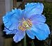 himalayan2 - Lingholm Blue Himalayan Poppy 20 Seeds Meconopsis