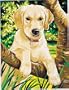 Junior Paint By Number Set Labrador