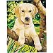 Junior Paint By Number Set Labrador