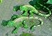 GEKKO SALAMANDER 2TLG EIDECHSE GARTENDEKO GECKO