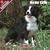 2009 Border Collie Wall Calendar