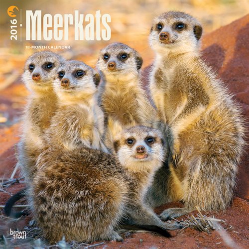 Meerkats 2016 Square 12x12