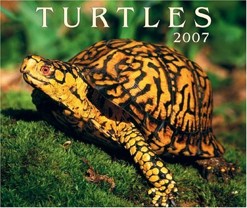 turtles 2007