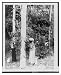 Historic Print (L): Gathering rubber sap, Java, Indonesia
