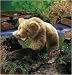 Folkmanis Puppet Grizzly Bear Cub