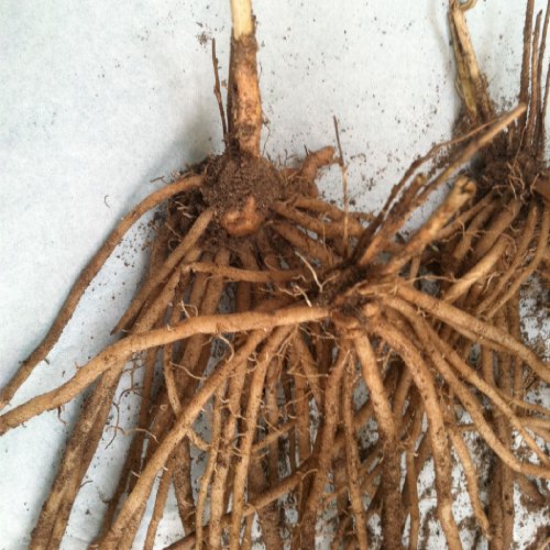 Jersey Giant Asparagus Crowns 1000 Great buy! anh050420142