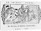 Canvas Prints of Mice/dormice 1555 from Mary Evans