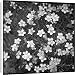 Canvas Prints of Dianthus Deltoides (Maiden Pink) from Mary Evans