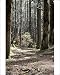 Photographic Prints of ROG-2638 Ancient Silver FIR forest from Ardea Wildlife Pets