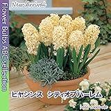 【爽やかな黄色】ヒヤシンス・シティオブハーレム・２球【秋植え球根】【甘い香り】