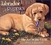 Labrador Puppies 2002 Wall Calendar