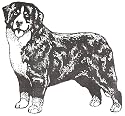Dog Rubber Stamp - Bernese Mountain Dog - 1F