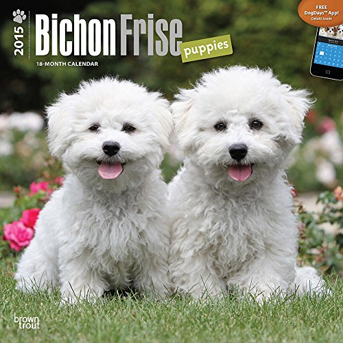 Bichon Frise Puppies 2015 Wall Calendar