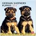 German Shepherd Puppies 2013 Square 12X12 Wall