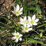 タマスダレ[玉簾・ゼフィランサスカンジダ]3.5号ポット20株セット[ホワイトガーデンに]