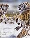 Untamed: Animals in the Wild