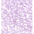Japanese Ogura Lace Paper- Lilac 21x31 Inch Sheet