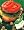 Vegetarian Cookbook