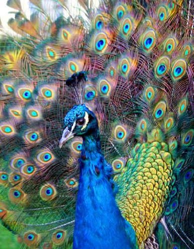 Beautiful Colourful Preening Peacock - Peel and Stick Wall Decal by Wallmonkeys