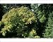 Photographic Prints of Rog-4631 Maple Tree from Ardea Wildlife Pets
