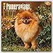 Pomeranians 2016 Square 12x12 (Multilingual Edition)