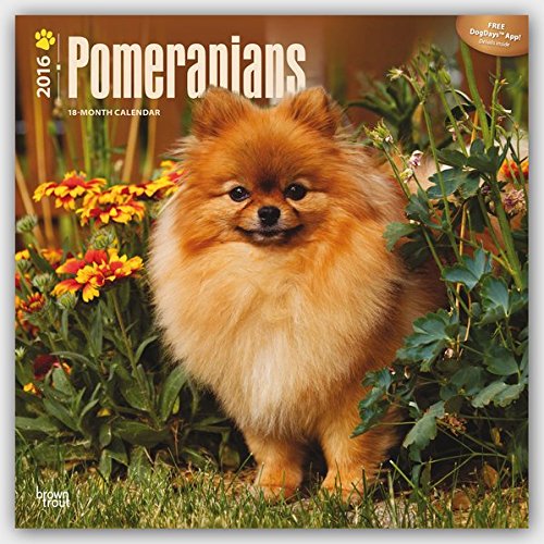 Pomeranians 2016 Square 12x12 (Multilingual Edition)