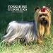 Yorkshire Terriers 2007 Calendar (Multilingual Edition)