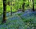 Photographic Prints of Bluebells i from ClownFish Photo