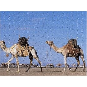 Camels belonging to the Gabbra are loaded with water from AWL Discover Images.com