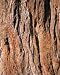 Photographic Prints of SG-20124 Giant Sequoia / Wellingtonia Tree - Close up of bark from Ardea Wildlife Pets