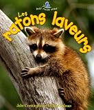 Les ratons laveurs