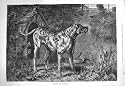 1884 Guarding Preserves Guard Dog Kennel Birds Print