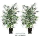 TWO 8.5' Artificial Tropical Areca Palm Trees, with No Pot,