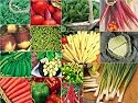 15 packs of vegetable seeds - SWEDE, CARROT, PEPPER etc