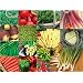 15 packs of vegetable seeds - SWEDE, CARROT, PEPPER etc