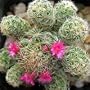 Pincushion Cactus Mix 50 Seeds - Mammillaria Mix