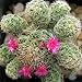 Pincushion Cactus Mix 50 Seeds
