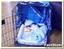 Midwest Life Stages Single-Door Folding Metal Dog Crate