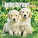 Golden Retriever Puppies 2017 Small Wall Calendar