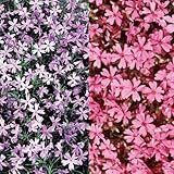 芝桜(シバザクラ):2色4株セット(ダニエルクッション2株とエメラルドクッションブルー2株) 芝桜(シバザクラ):2色4株セット(ダニエルクッション2株とエメラルドクッションブルー2株)