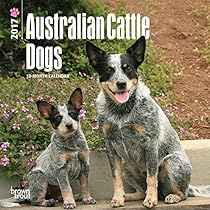 Australian Cattle Dogs 2017 Mini 7x7 (Multilingual Edition) Australian Cattle Dogs 2017 Mini 7x7 (Multilingual Edition)