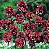 国華園 秋植え球根 アリウム 丹頂 60球