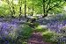 Wallmonkeys Peel and Stick Wall Decals - Blue Bells Forest - 36