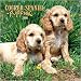 cocker spaniel - Cocker Spaniel Puppies 2008 Mini Wall Calendar