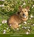 Cowpie Corgi: A Dog's Tale