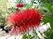 40 CRIMSON BOTTLEBRUSH Callistemon Citrinus Flowering Shrub Bush Small Tree Seeds