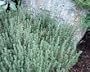 Orange Thyme Herb - 4 Plants - Perennial