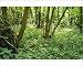 Photographic Prints of ROG-11691 Hazel Coppice - woodland flowers, early purple Orchids a Herb Paris from Ardea Wildlife Pets