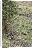 Canvas Prints of Cheetah - 9 day old cubs in nest from Ardea Wildlife Pets