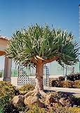Tropica - Drachenbaum (Dracaena Draco) - 5 Samen